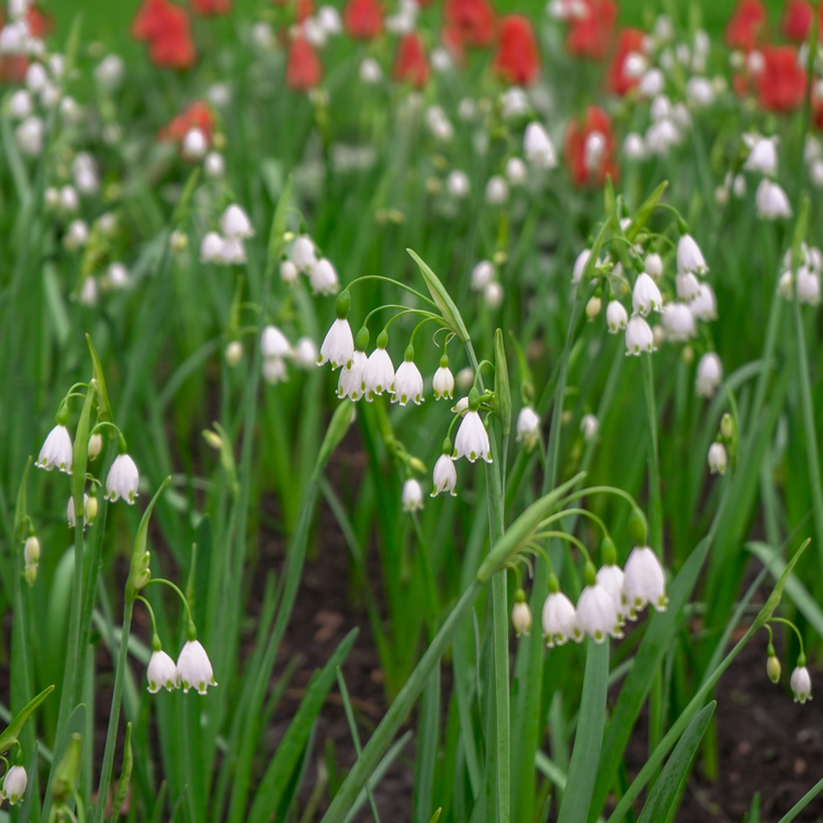 Leucojum Gravetye Giant
