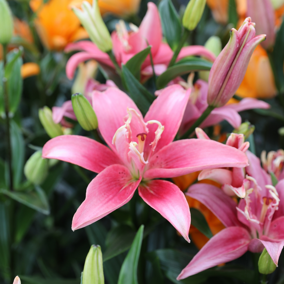 Lily Double Asiatic Double Lady 5ct