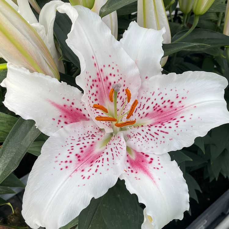 Lily Oriental Muscadet (Spring)