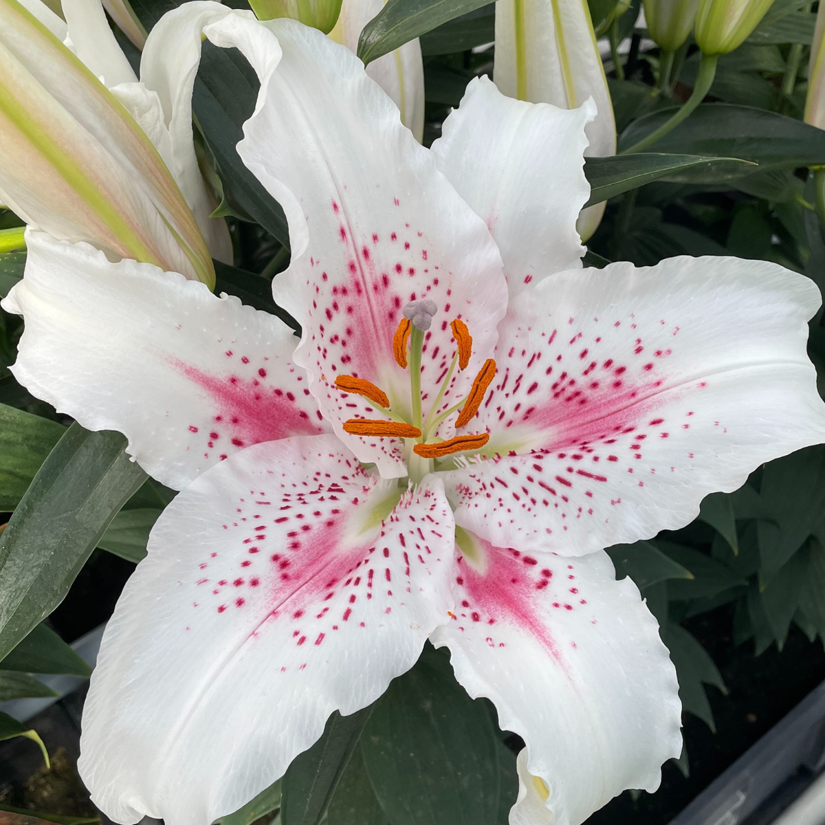 asiatic lily muscadet Lily Oriental Muscadet (Fall)