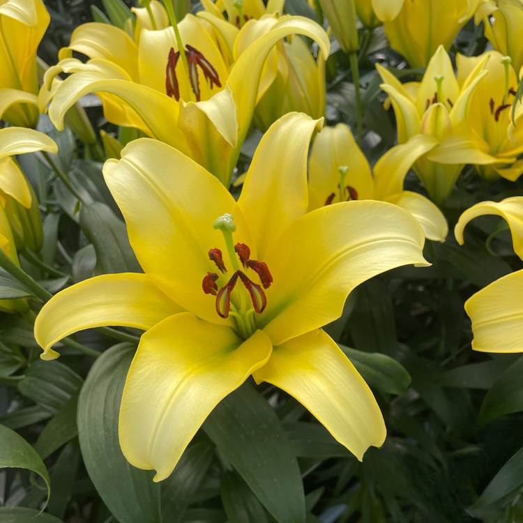 yellow flower lily Lily Oriental Trumpet (OT) Yelloween - 5 bulbs
