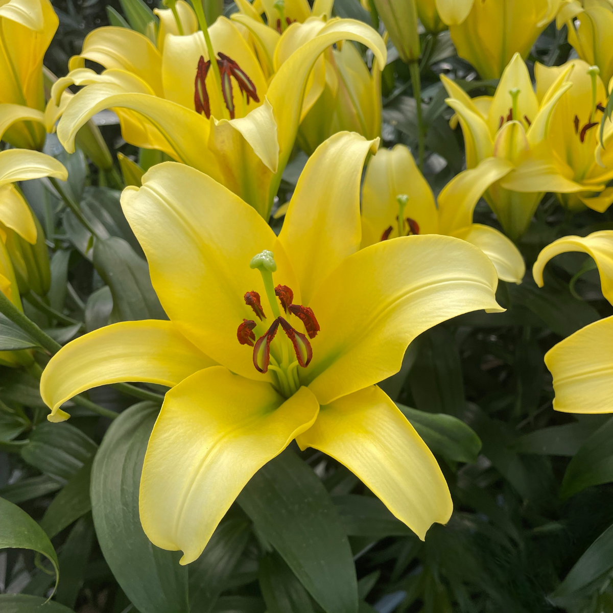 lily flower yellow Lily Oriental Trumpet (OT) Yelloween - 5 bulbs