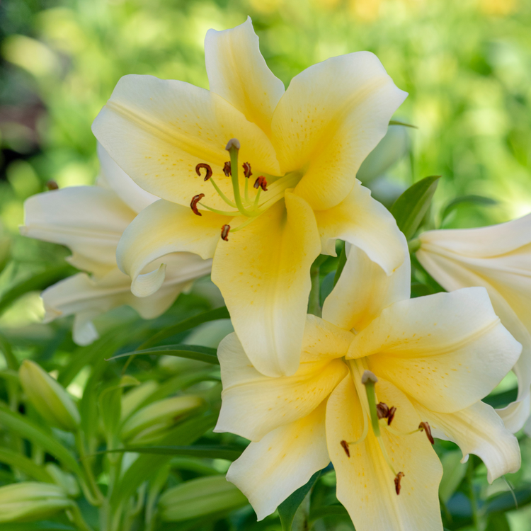images of yellow lily flower Lily Oriental Trumpet (OT) Yelloween - 5 bulbs