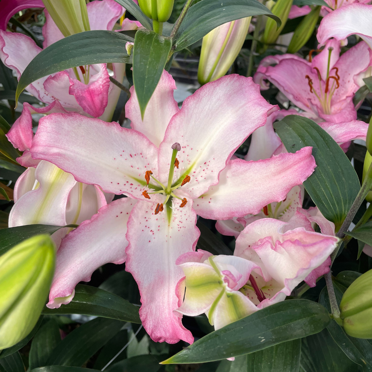 lily Asiatic Lily Mixture Super Sak | Breck's