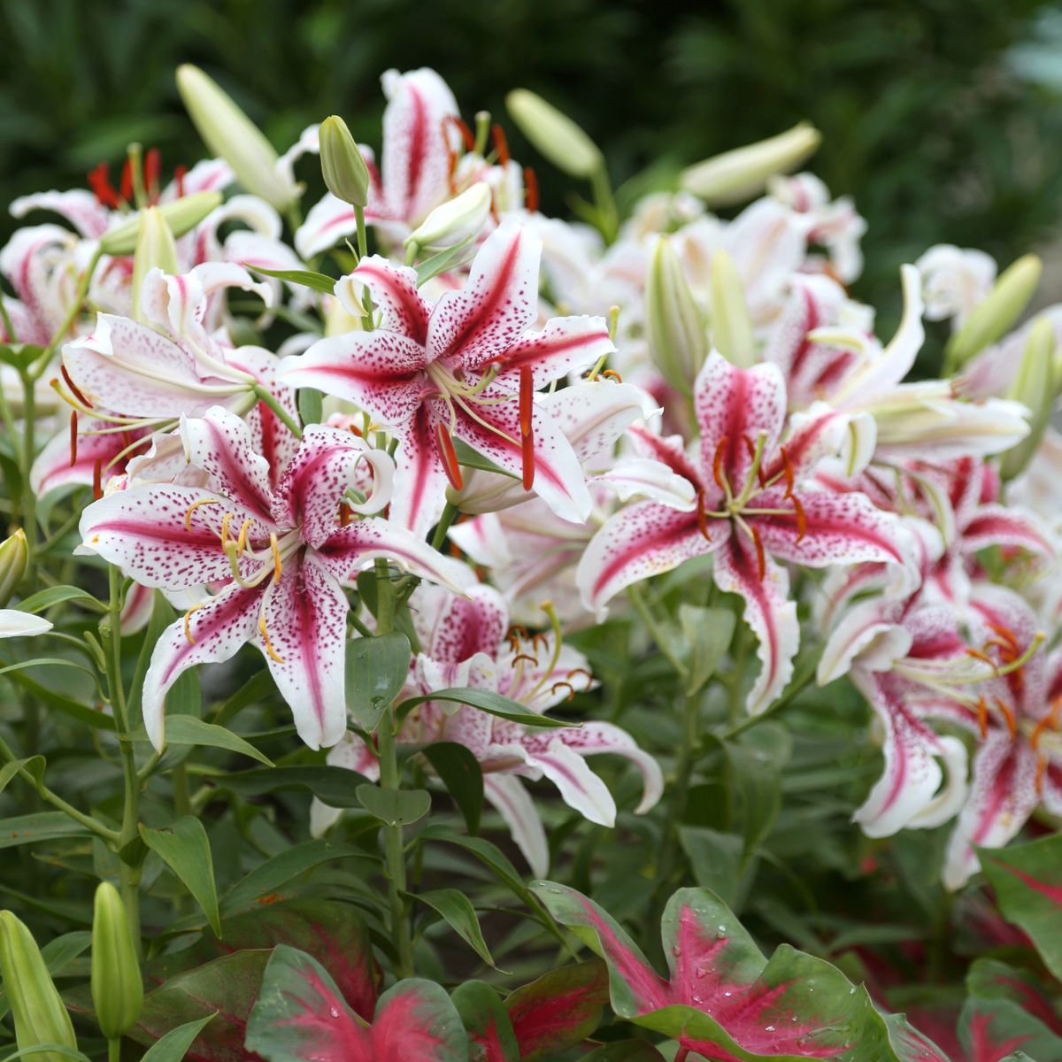 white lily with pink stripes Lily Oriental Dizzy - 5 bulbs