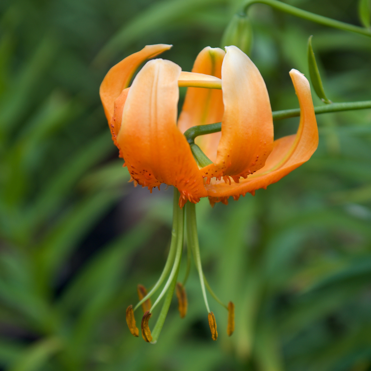 wild orange lily flower Lily Species Henryi (Fall)