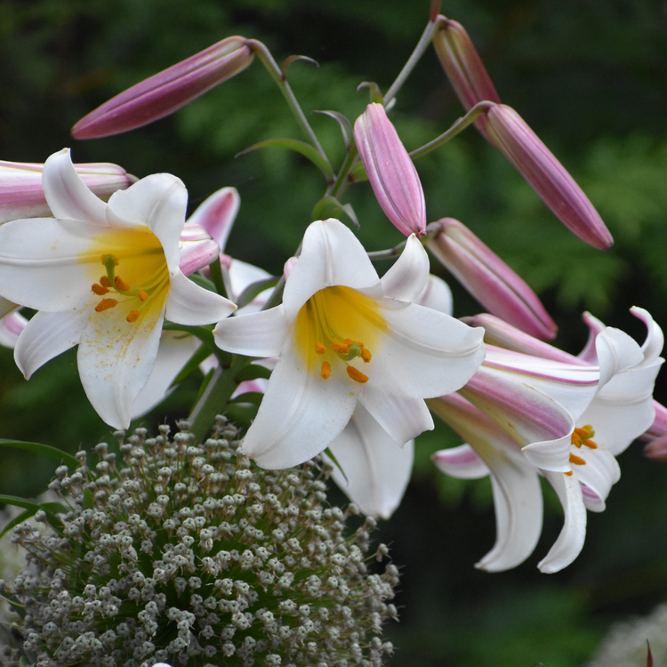 Lily Trumpet Regale (Spring)