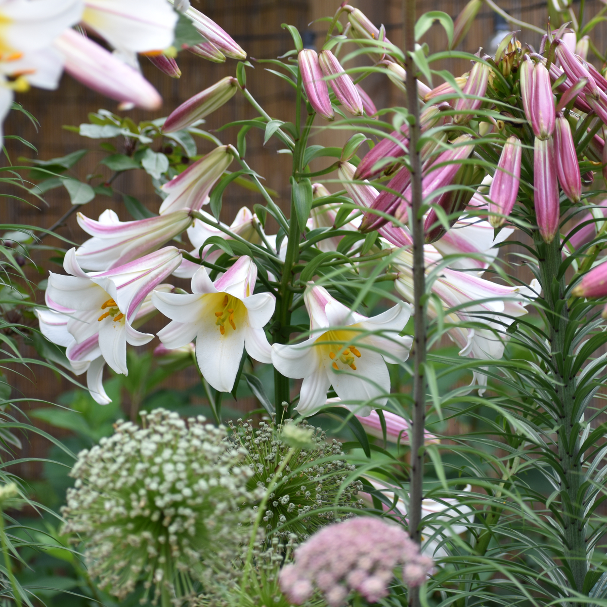 white trumpet lily Lily Trumpet Regale (Fall)
