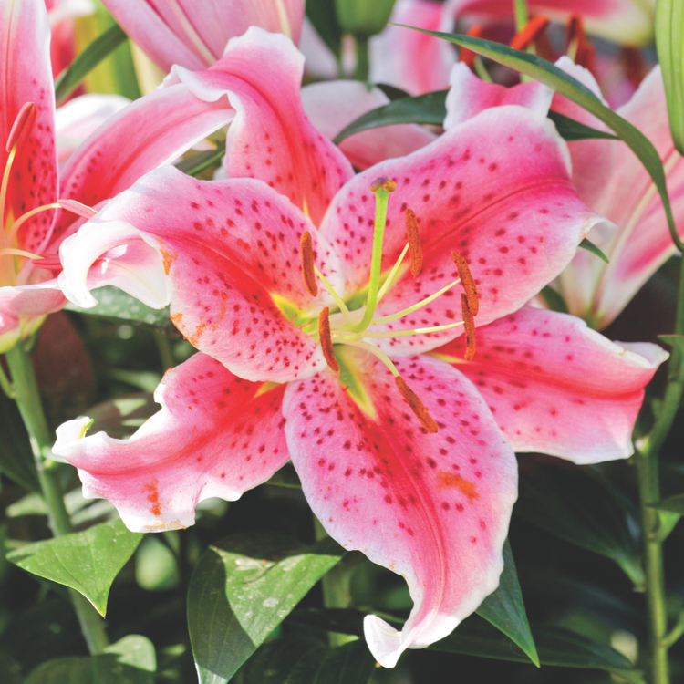 Lily Oriental Stargazer (Fall)