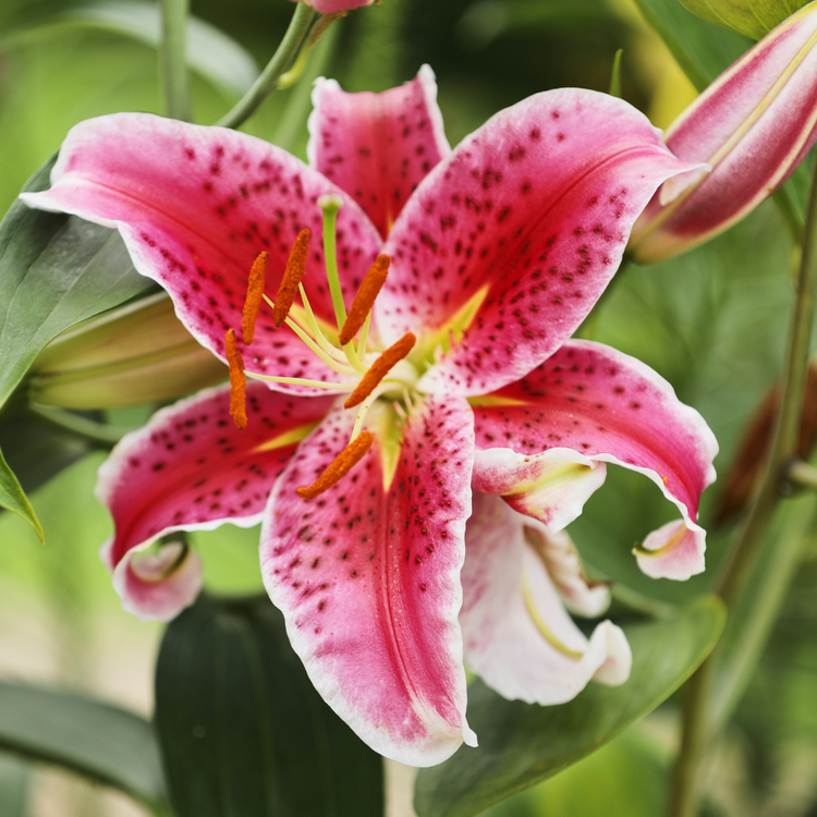 Lily Oriental Stargazer (Fall)