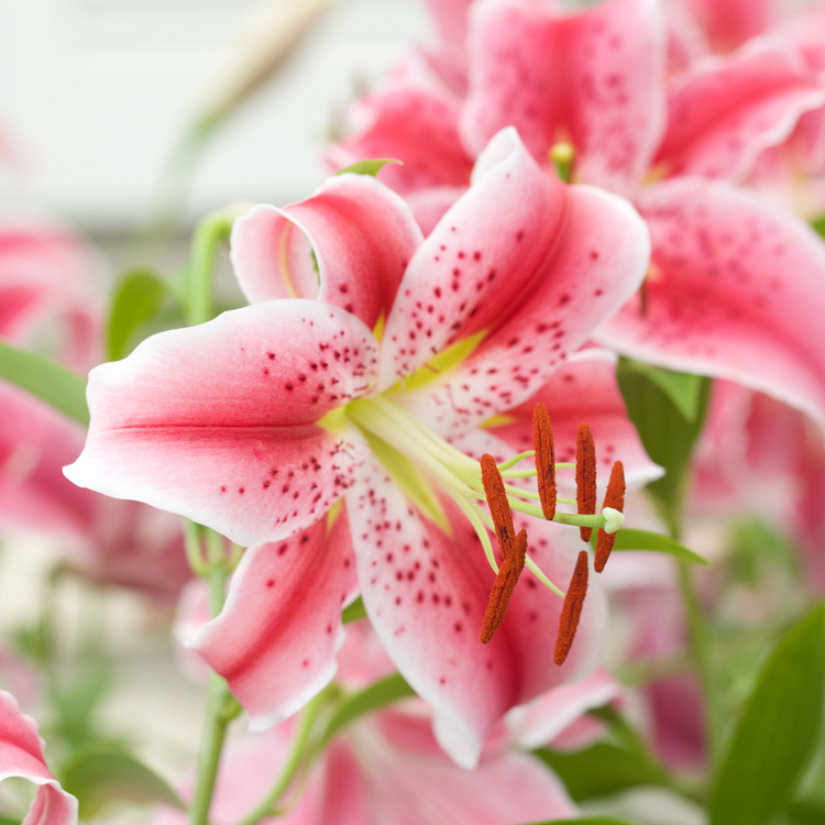 Lily Oriental Stargazer (Spring)