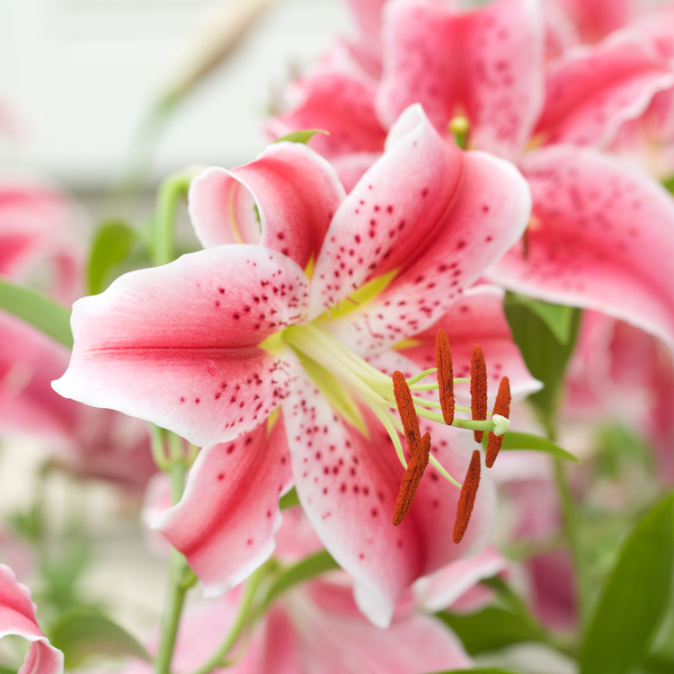 Lily Oriental Stargazer (Fall)