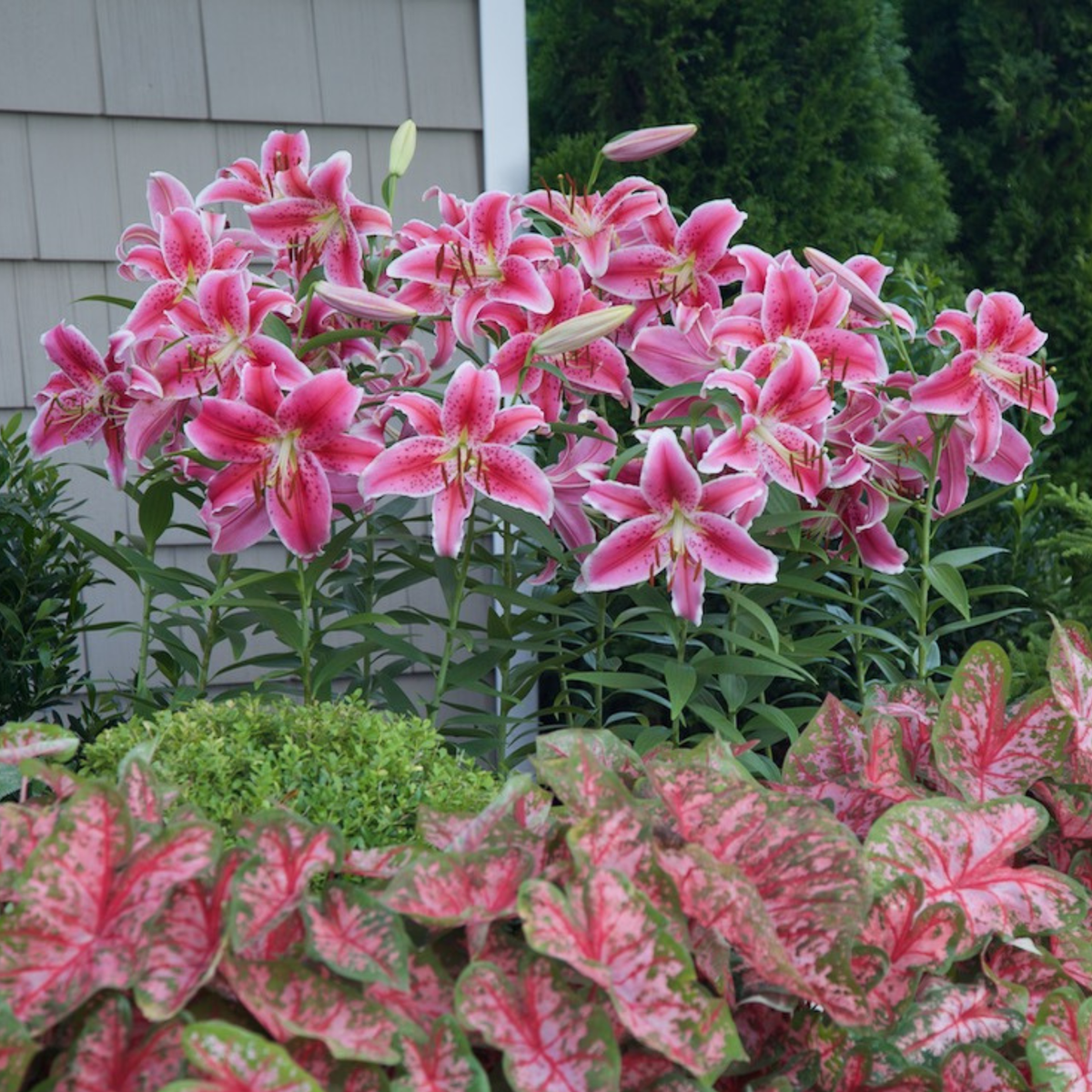 Lily Oriental Stargazer (Fall) - 5 bulbs