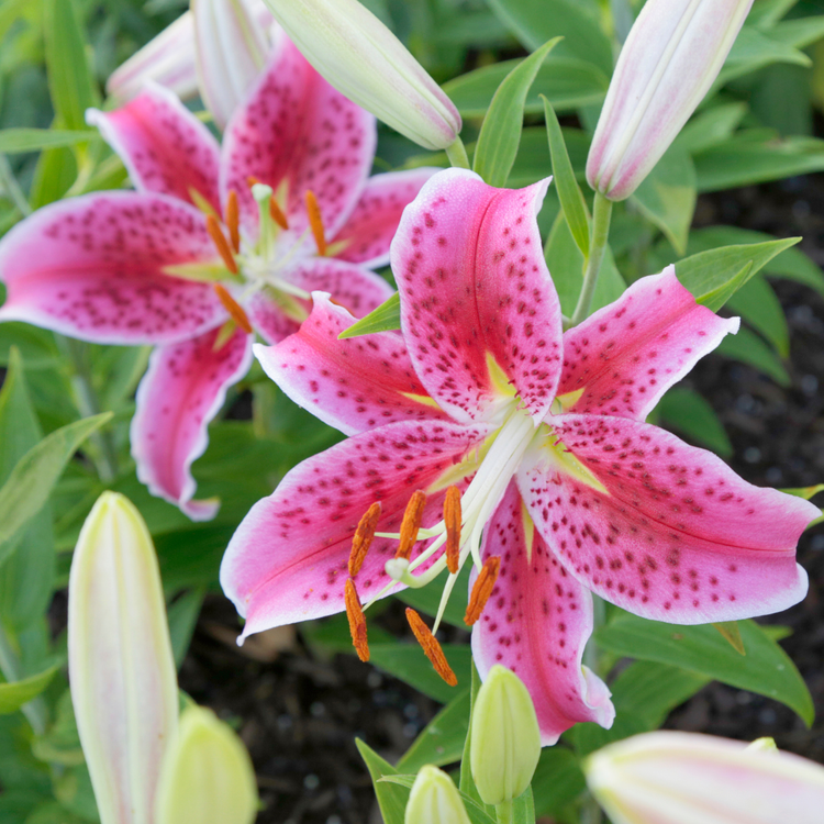 Lily Oriental Stargazer (Fall)
