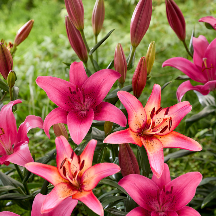 Lily Assorted Royal Sunset & Pink County