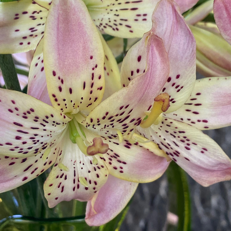 Lily Asiatic Corsage (Spring)
