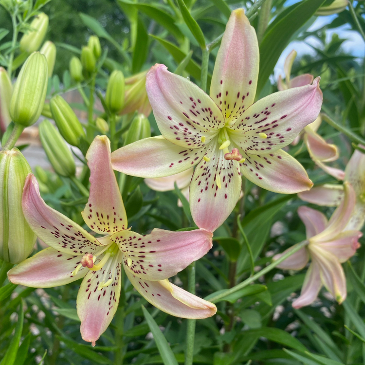 Lily Asiatic Corsage (Spring)