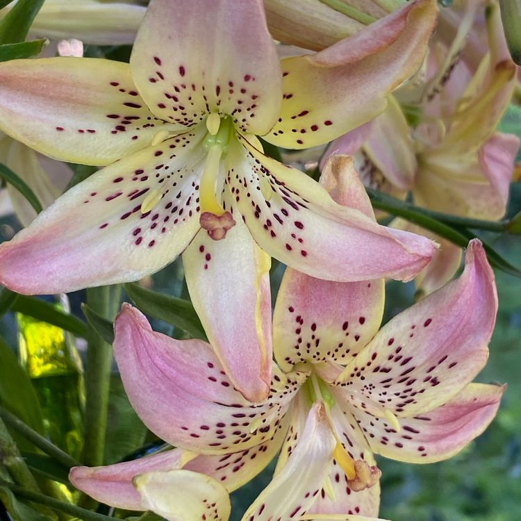 Lily Asiatic Corsage (Spring)