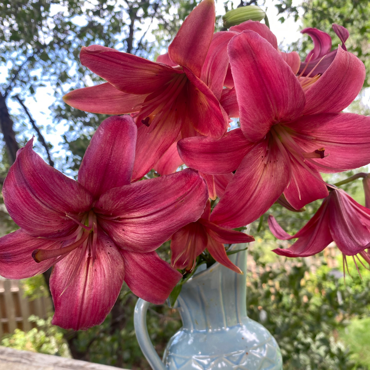 Lily Asiatic Pink Flight - 5 bulbs