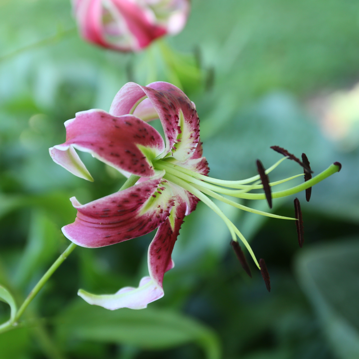 Lily Species Black Beauty - 5 bulbs