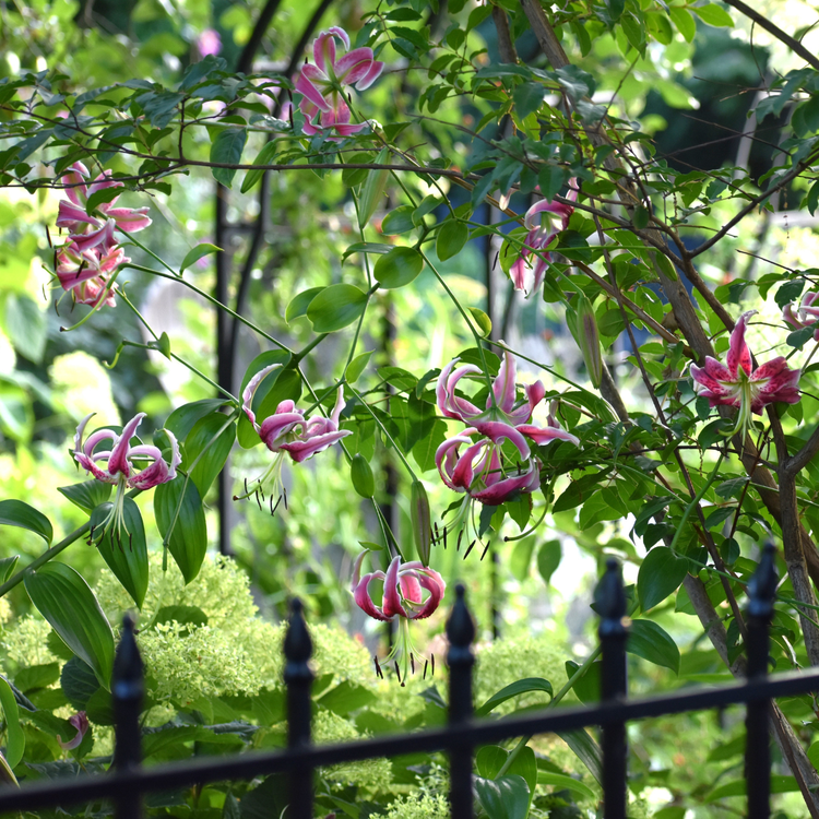 Lily Species Black Beauty (Spring)