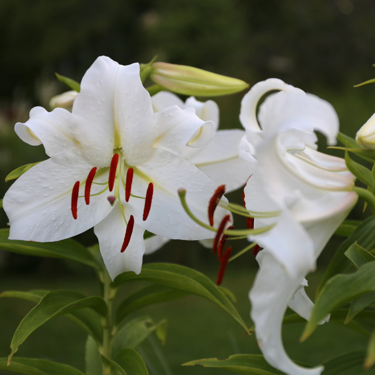 lily casablanca flower Lily Oriental Casa Blanca - 5 bulbs
