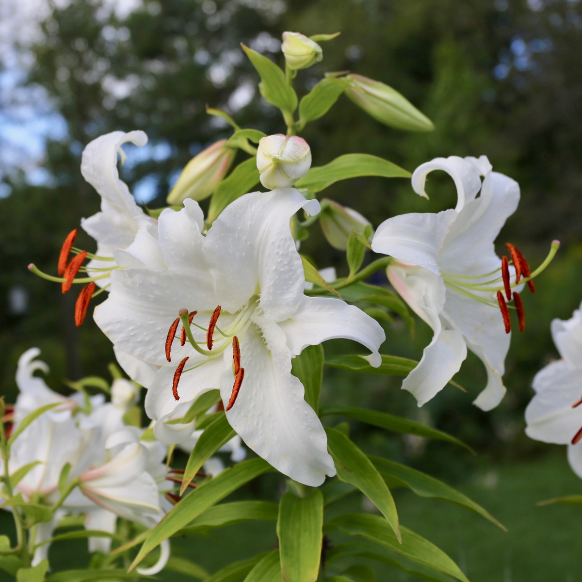 Lily Oriental Casa Blanca - 5 bulbs