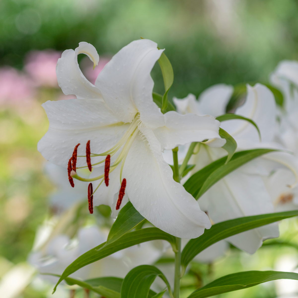 Lily Oriental Casa Blanca - 5 bulbs - Longfield Gardens