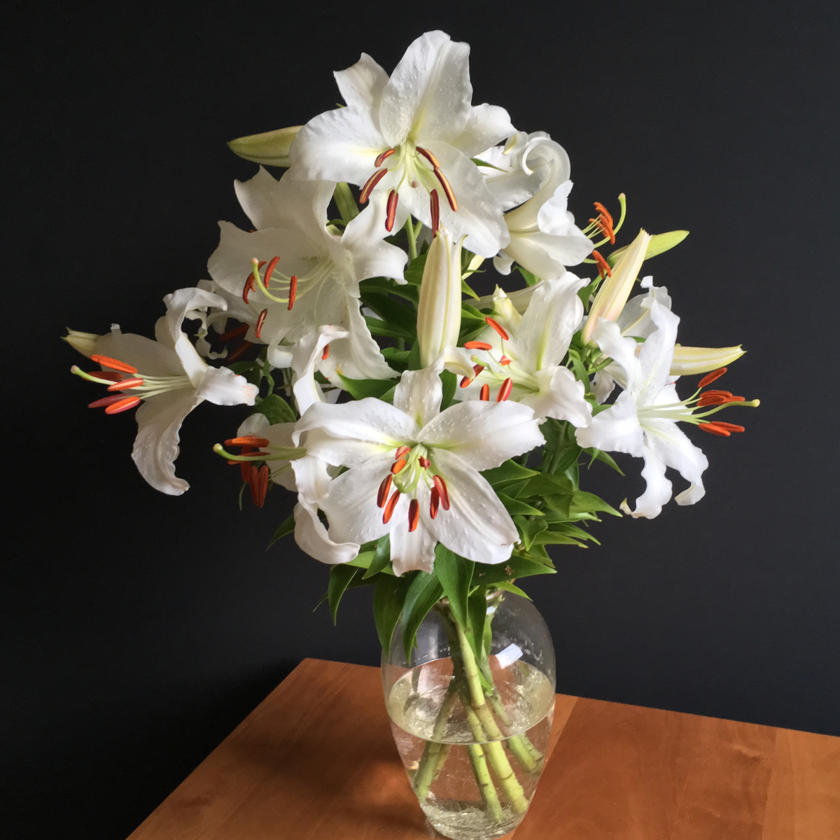 Lily Oriental Casa Blanca - 5 bulbs