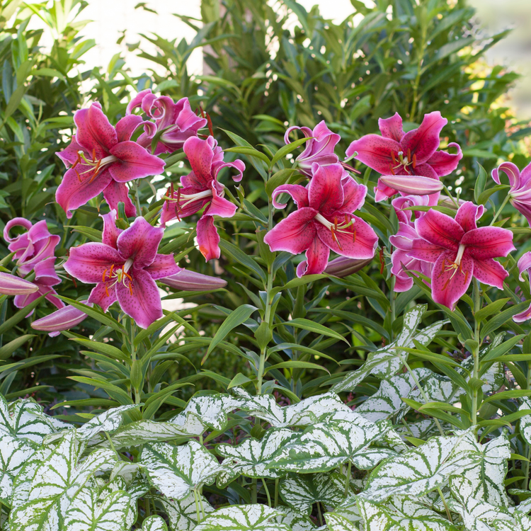 Lily Oriental Corvara (Spring)