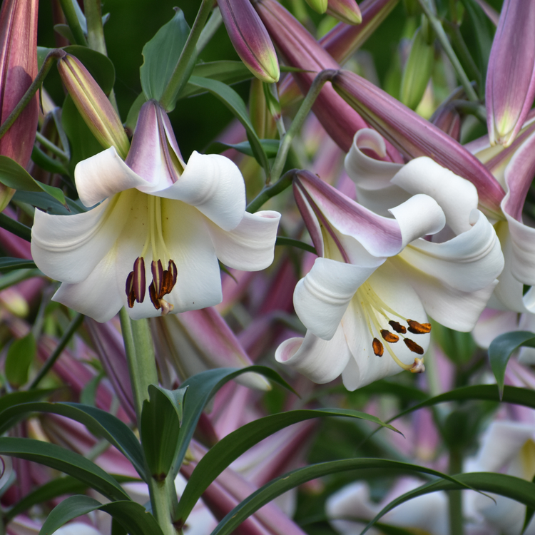 Lily Oriental Trumpet (OT) Eastern Moon (Spring)
