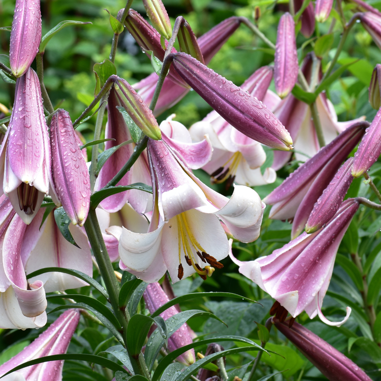 Lily Oriental Trumpet (OT) Eastern Moon (Spring)