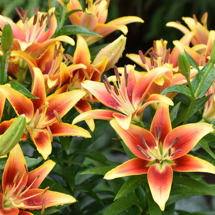 Lily Oriental Asiatic (OA) Kaveri (Spring)