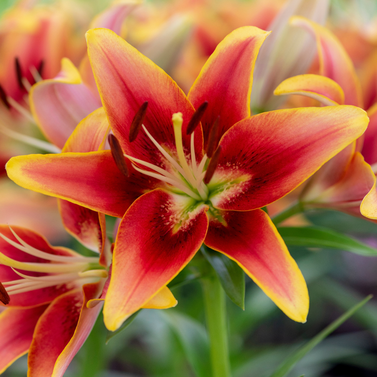 Lily Oriental Asiatic (OA) Kaveri (Spring)