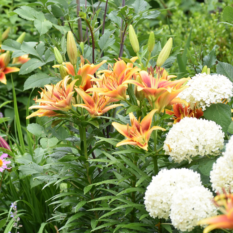 Lily Oriental Asiatic (OA) Kaveri (Spring)