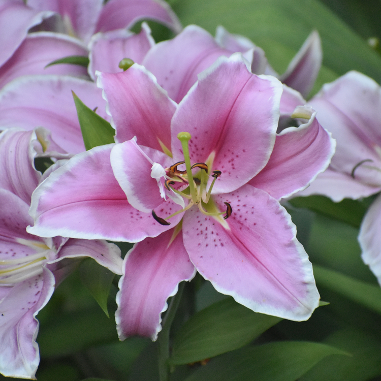 Lily Oriental Marlon (Spring)