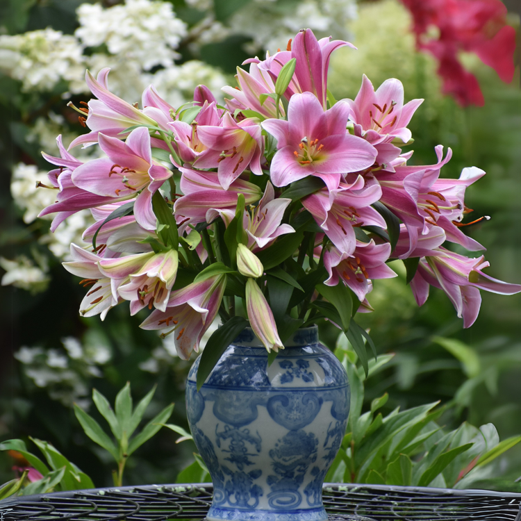 purple asiatic lilies Lily Oriental Trumpet (OT) Purple Prince - 5 bulbs