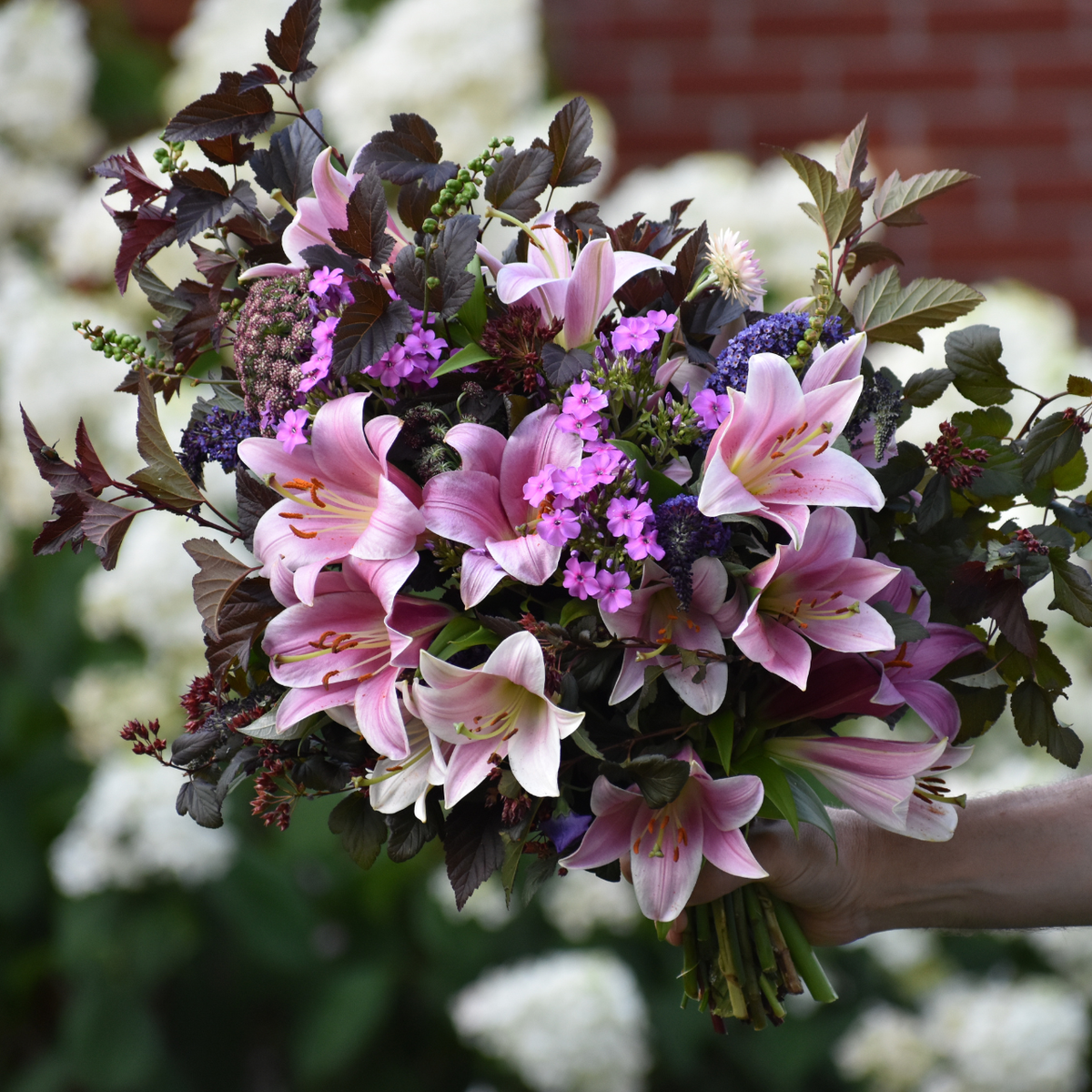 Lily Oriental Trumpet (OT) Purple Prince - 5 bulbs