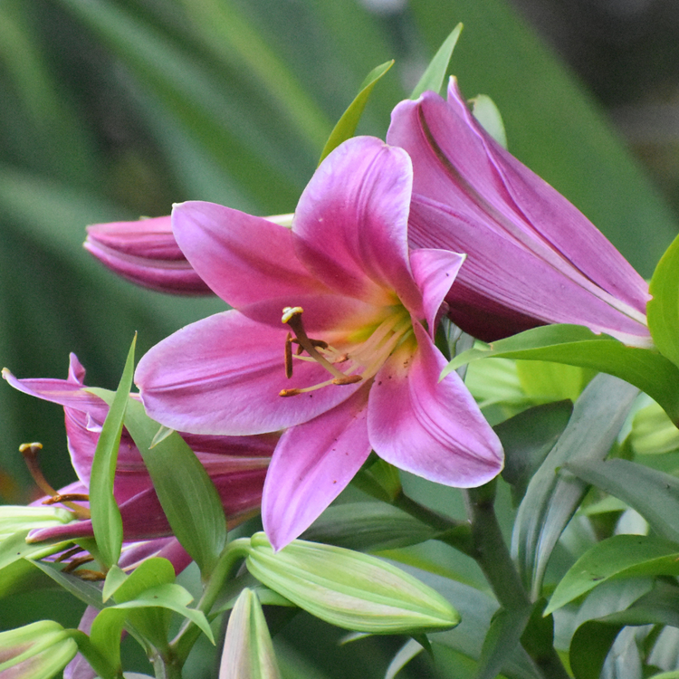 purple asiatic lilies Lily Oriental Trumpet (OT) Purple Prince - 5 bulbs