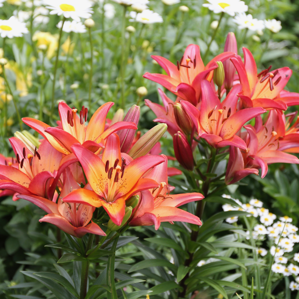 asiatic lily royal sunset Lily Longiflorum Asiatic (LA) Royal Sunset (Spring)