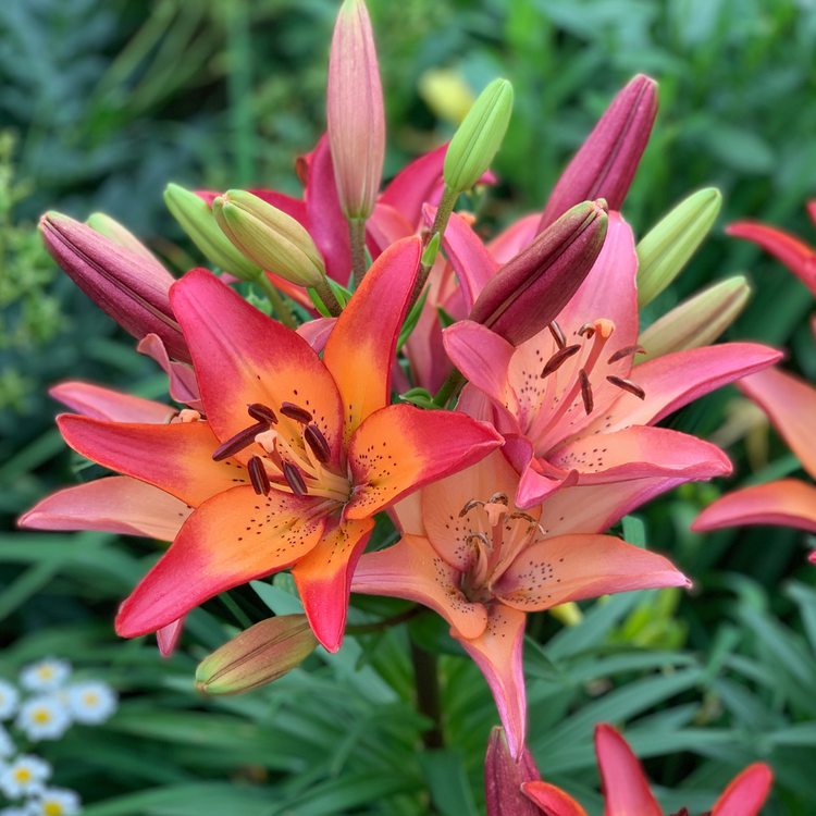 cancun asiatic lily Lily Longiflorum Asiatic (LA) Royal Sunset - 5 bulbs