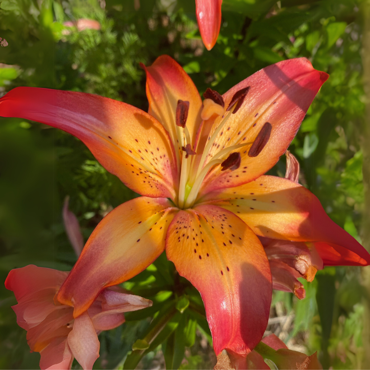 sunset asiatic lily Lily Longiflorum Asiatic (LA) Royal Sunset (Spring)