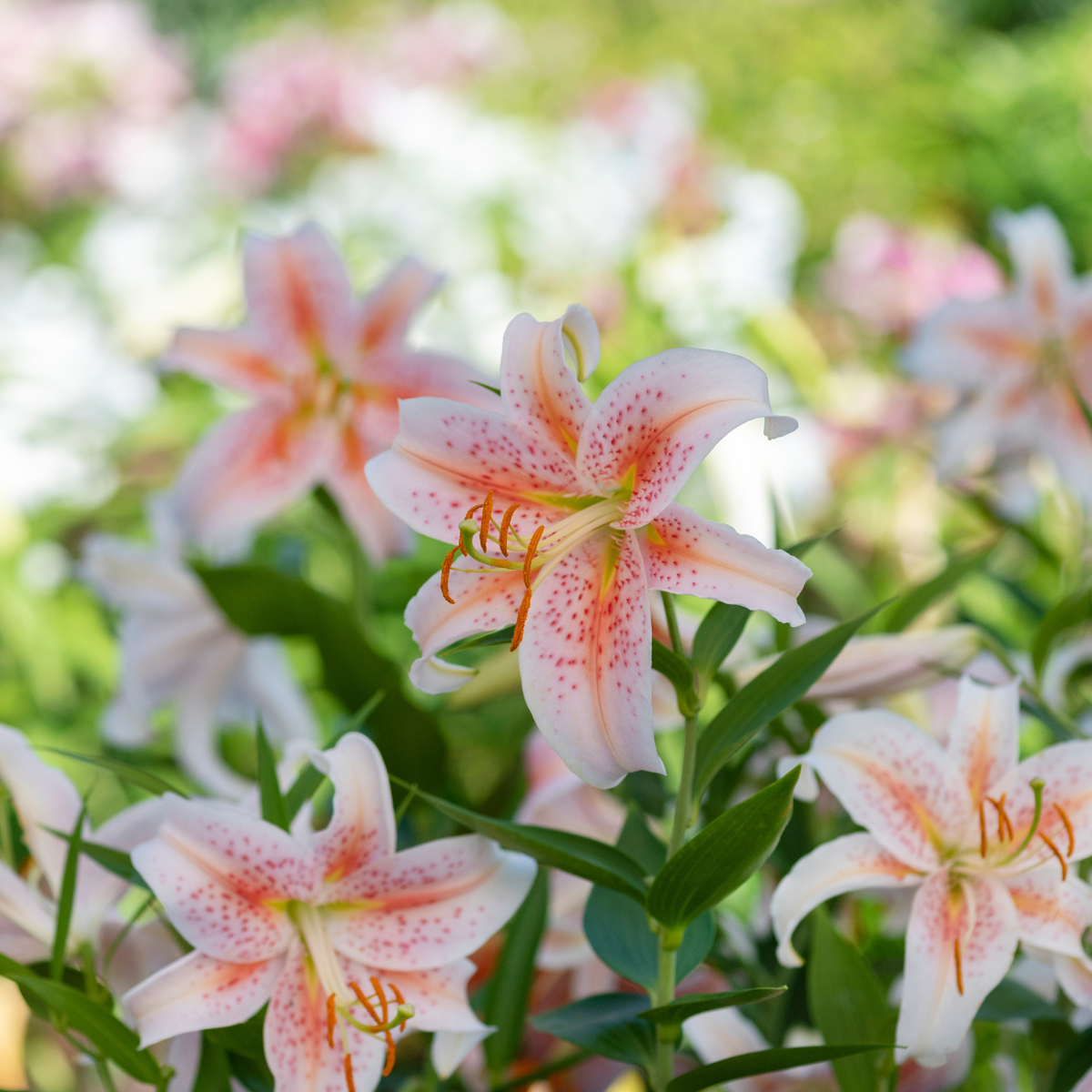 white star shaped lily Lily Oriental Salmon Star (Spring)