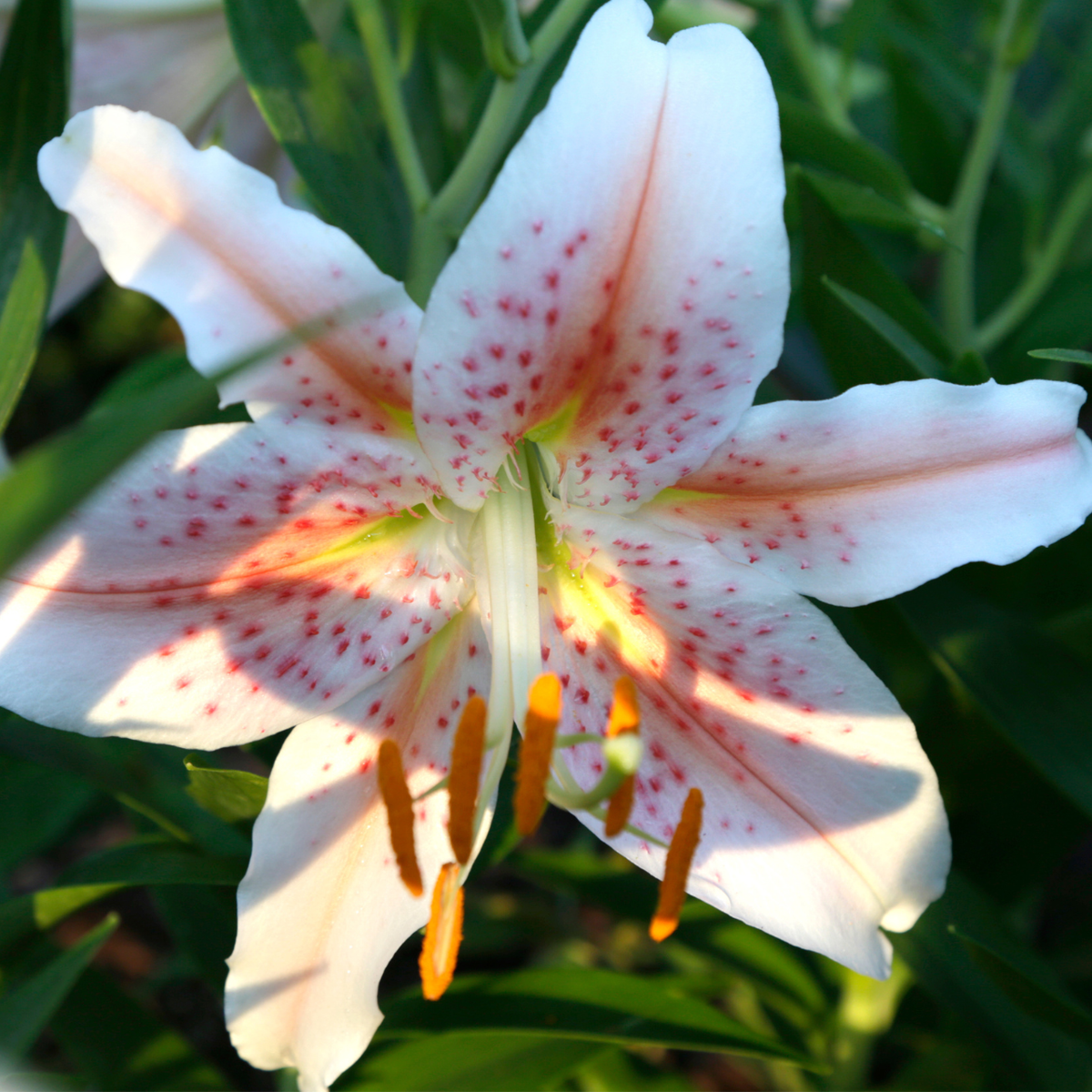 giant star kissed flower lily bulbs Lily Oriental Salmon Star (Spring)