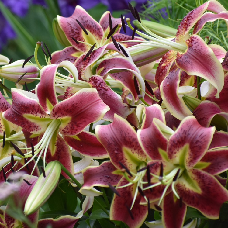 Lily Oriental Trumpet (OT) Scheherazade (Spring)