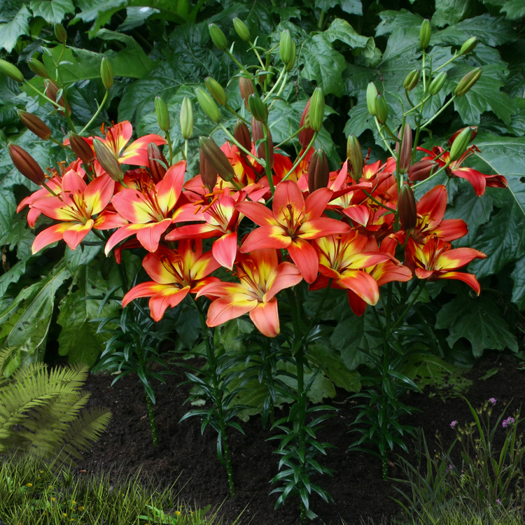 Lily Asiatic Forever Linda