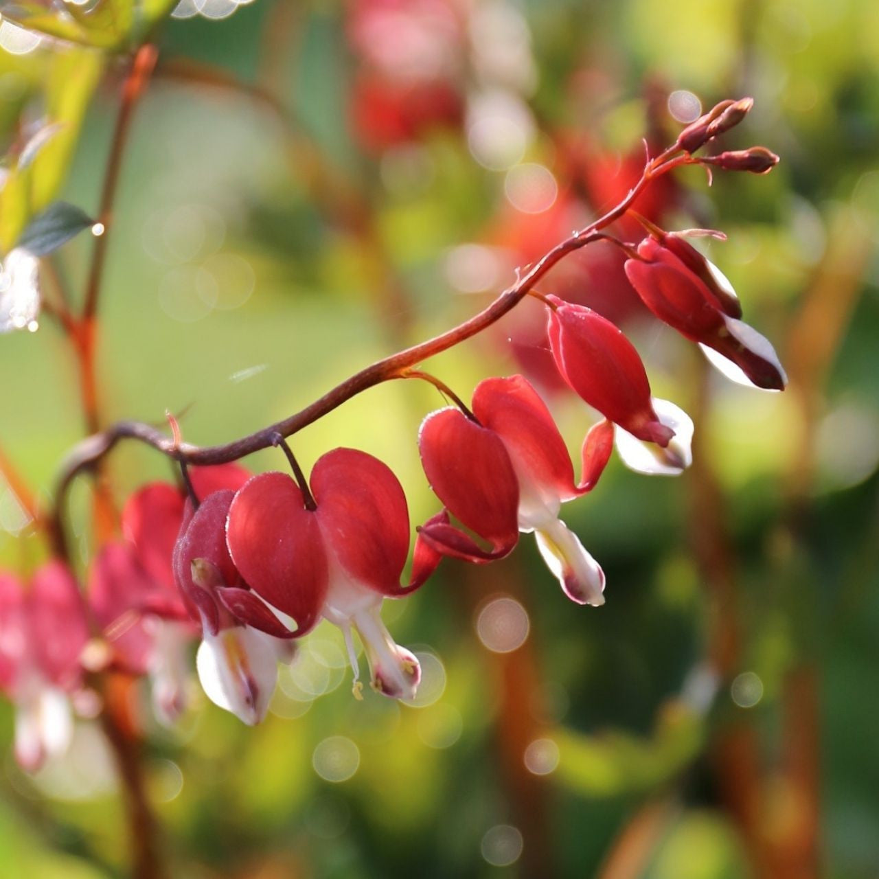 Dicentra Spectabilis Valentine - 1 bare root - Longfield Gardens