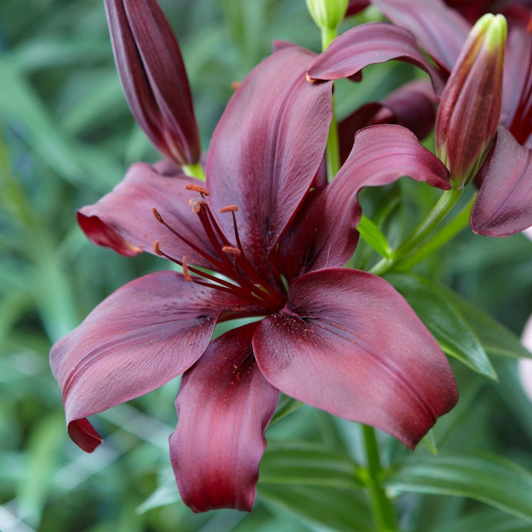 Lily Asiatic Dimension