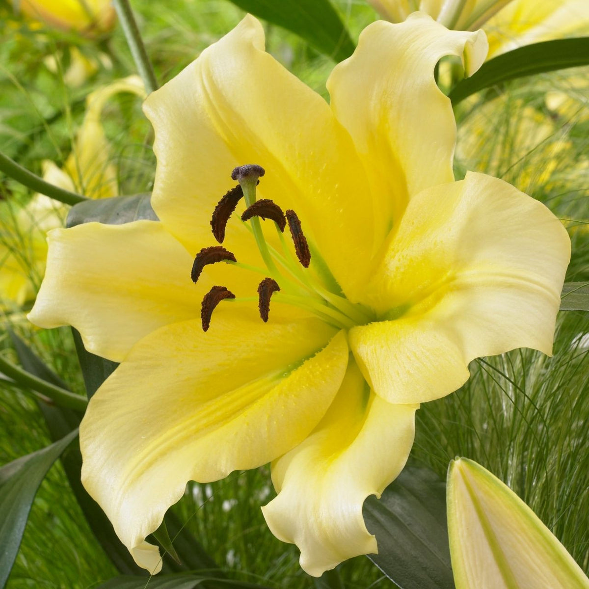 elephant lily flower Lily Oriental Trumpet (OT) Lesotho - 5 bulbs