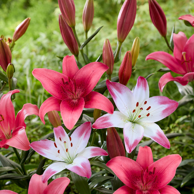 Lily  Asiatic Pink County & Lollypop